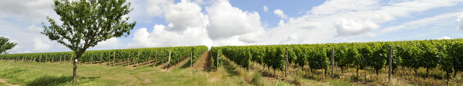 Weinberg im Vordergrund ein Baum ©DLR